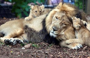 lion-cubs_1489211i